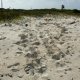 36- Traces de ponte de tortues 